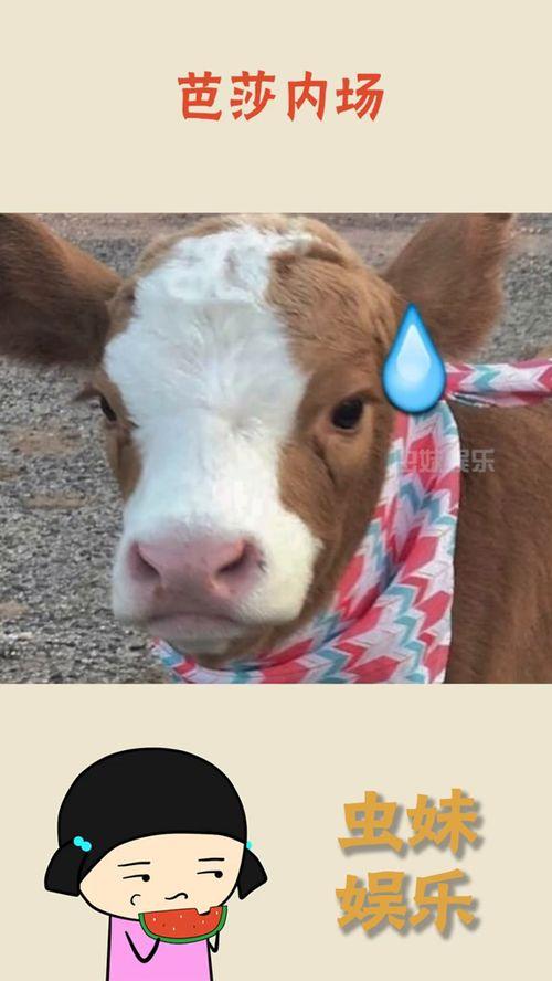 娱乐吃瓜酱猫抢鸡仔,猫界“抢鸡仔”大战,萌态百出!