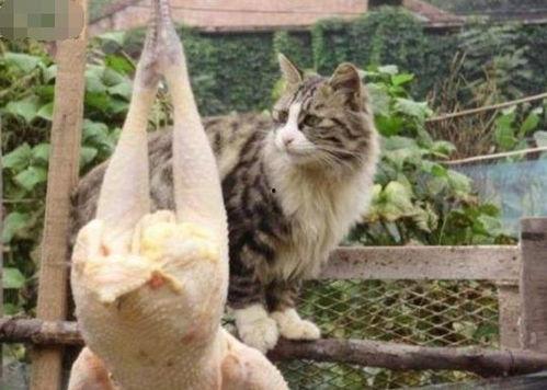 娱乐吃瓜酱猫抢鸡仔,猫界“抢鸡仔”大战,萌态百出!