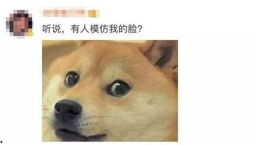 微信表情包吃瓜代表什么意思